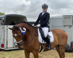 dressage horse Cinzano 89 (Holsteiner, 2008, from Contender)