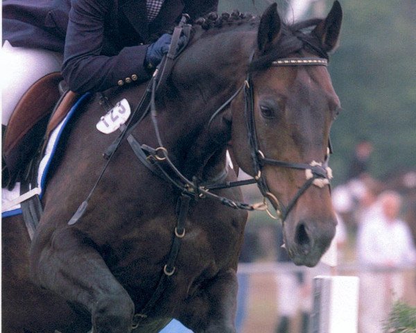 horse Contact (Hanoverian, 1989, from Contender)