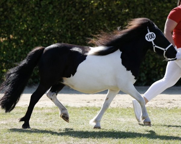 broodmare LeeLands Candys Camira (Shetland Pony, 2013, from Zappa van Stepelo)