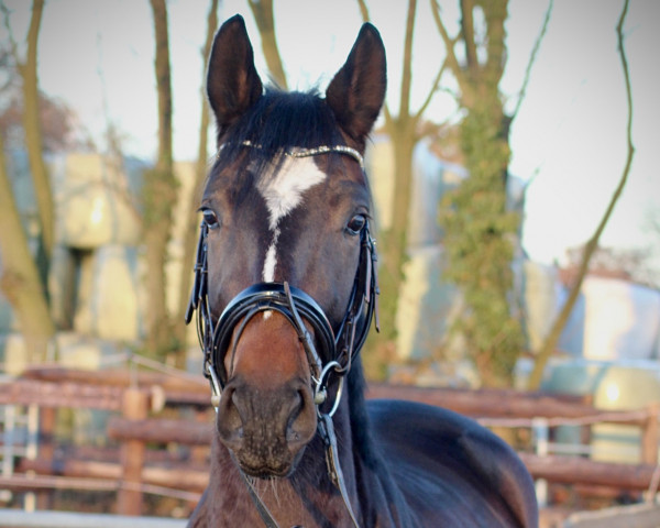 dressage horse Diva Diamond (Westphalian, 2019, from De Beau)