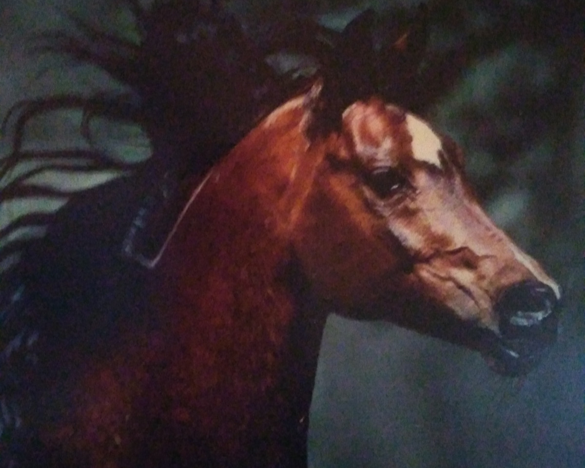 Deckhengst Haram Ibn Halima ox (Vollblutaraber, 1980, von El Hilal 1970 EAO ox)