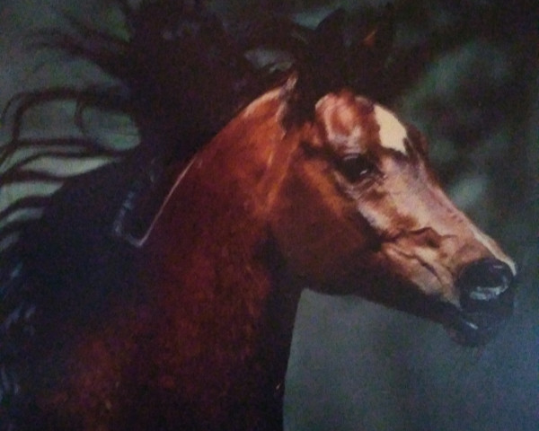 stallion Haram Ibn Halima ox (Arabian thoroughbred, 1980, from El Hilal 1970 EAO ox)