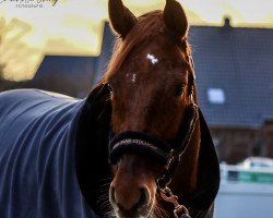 dressage horse For Pico T (Westphalian, 2017, from For Romance I)