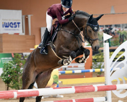 Springpferd Arabella 702 (Deutsches Reitpony, 2016, von Kantje's Ronaldo)