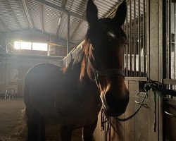 dressage horse Princes Lola (unknown, 2011)