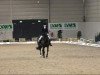 dressage horse Website (Hanoverian, 1999, from Weltruhm)