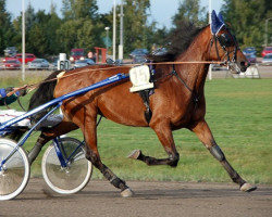 horse Tara Kemp 05-1562 (American Trotter, 2005, from Arbor R-7132 (US))