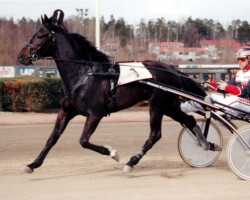 Pferd Irresistable Kemp 94-1163 (Amerikanischer Traber, 1994, von Duran Hanover BB582 (US))