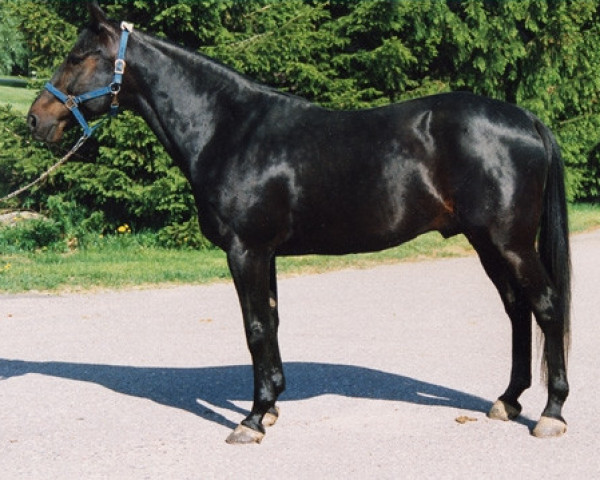 stallion Duran Hanover BB582 (US) (American Trotter, 1983, from Super Bowl 8540I (US))