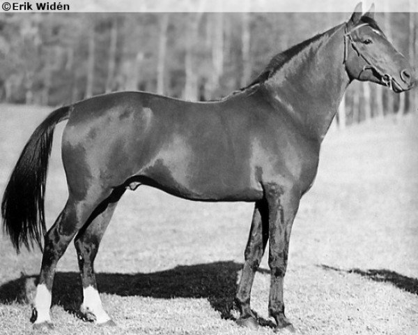 stallion Tampiko 4424 (SE) (American Trotter, 1950, from Peter Rutherford S-686)