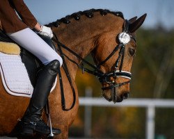 dressage horse Cantuccini 9 (German Riding Pony, 2009, from FS Champion de Luxe)