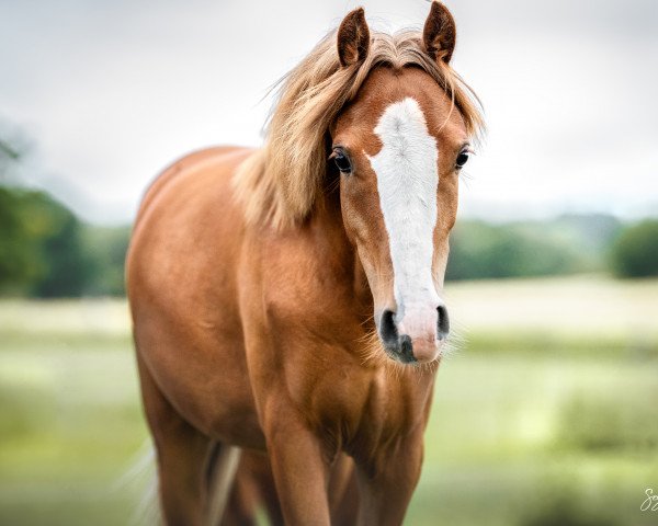 dressage horse Hero's Bambi vom Hasselbusch (German Riding Pony, 2021, from Hero)