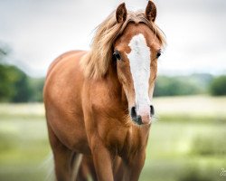 Dressurpferd Hero's Bambi vom Hasselbusch (Deutsches Reitpony, 2021, von Hero)