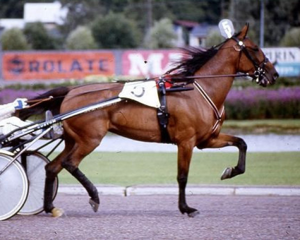 broodmare Meadowbranch Glory H5014 (US) (American Trotter, 1989, from Speedy Crown 9498H (US))