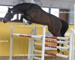 Springpferd Dancer Balou (Oldenburger Springpferd, 2015, von De Quidam)