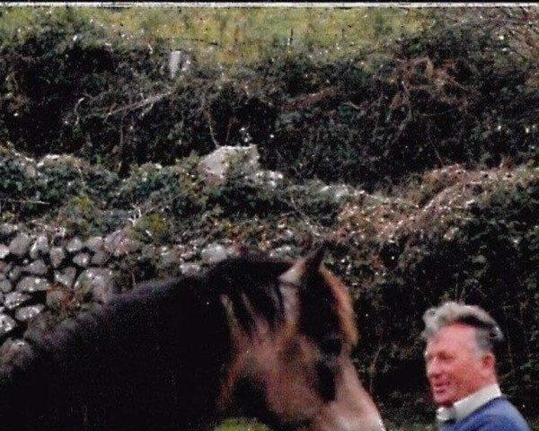 stallion Dungan Dun (Connemara Pony,  , from Rebel Wind)