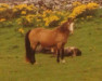 Zuchtstute Breath of Wind (Connemara-Pony, 1971, von Rebel Wind)