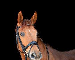 jumper Ballentine 4 (Hanoverian, 2007, from Buddenbrock)