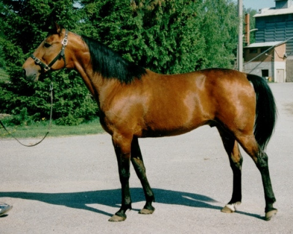 Deckhengst Dynastic US-A-8943 (Amerikanischer Traber, 1982, von Speedy Crown 9498H (US))