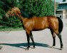 stallion Dynastic US-A-8943 (American Trotter, 1982, from Speedy Crown 9498H (US))