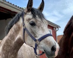 jumper Aileena Athena (Arab half breed / Partbred, 2018, from Coronino)