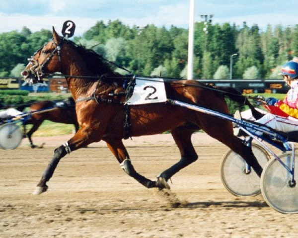 Pferd Don Juan Kemp 89-1105 (Amerikanischer Traber, 1989, von Dynastic US-A-8943)