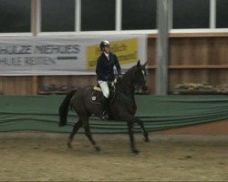 jumper Vyonara (KWPN (Royal Dutch Sporthorse), 2002, from No Limit)