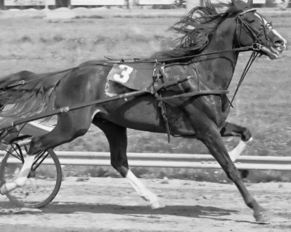 stallion Tibur (FR) (French Trotter, 1963, from Fandango (FR))