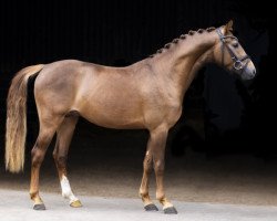 Pferd Caramello G (Deutsches Reitpony, 2018, von Churchill E WE)