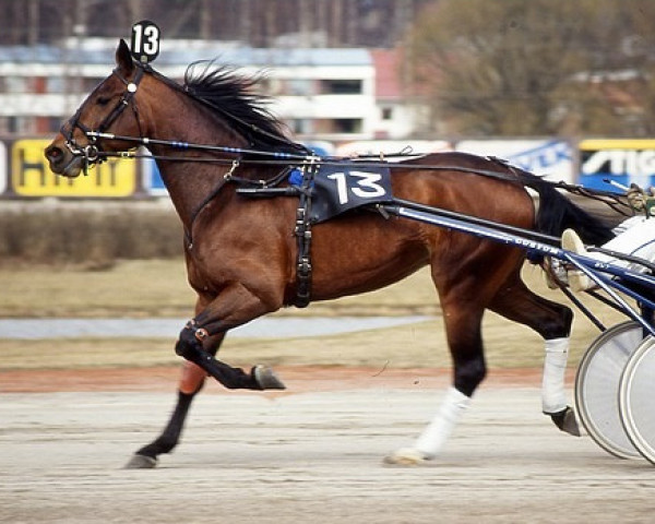 Pferd Bobbo Kemp 87-1040 (Amerikanischer Traber, 1987, von Smokin Yankee 1380-W (US))