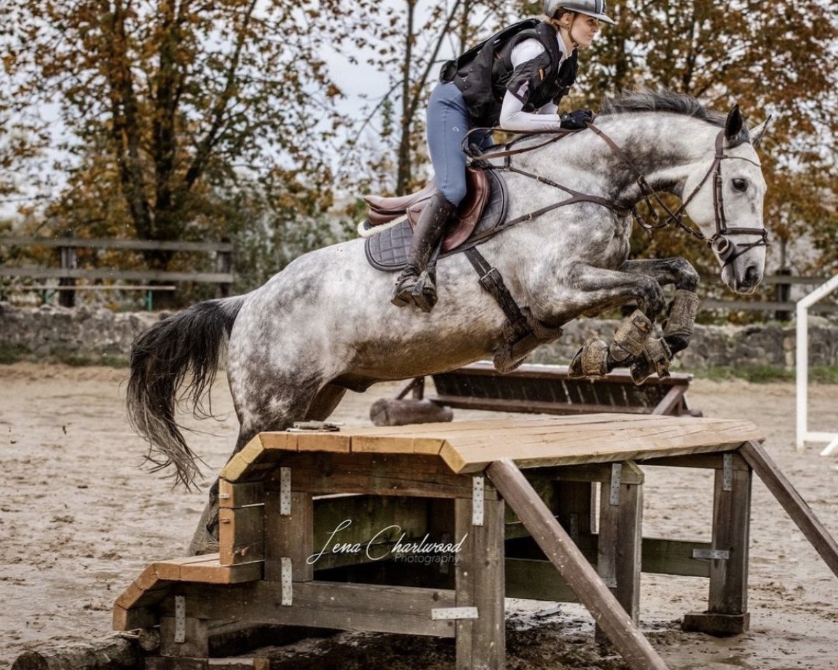 jumper Stormwarning (Irish Sport Horse, 2013, from Lochbuie xx)