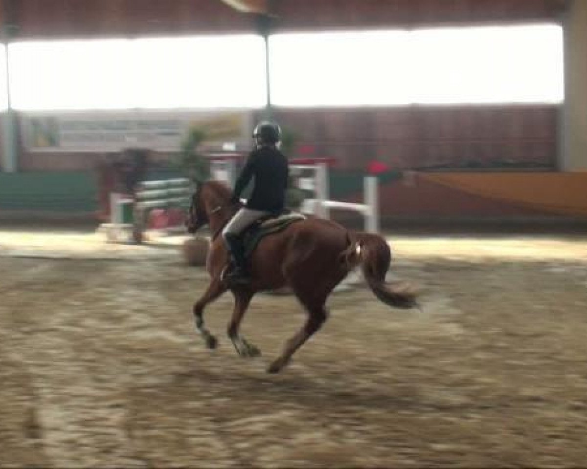 stallion Carry On 6 (German Riding Pony, 2002, from Carrymore)