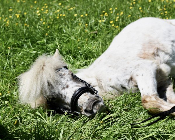 Pferd Amy (Deutsches Classic Pony, 2011, von Alf)