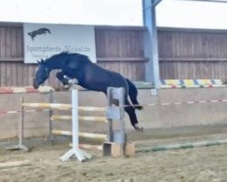 horse Olivia N (Oldenburger Springpferd, 2019, from Origi D'o)