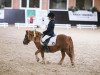 dressage horse Nick vom Rossberg (Shetland Pony, 2008, from Nick van de Menger)