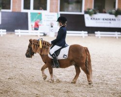 Dressurpferd Nick vom Rossberg (Shetland Pony, 2008, von Nick van de Menger)