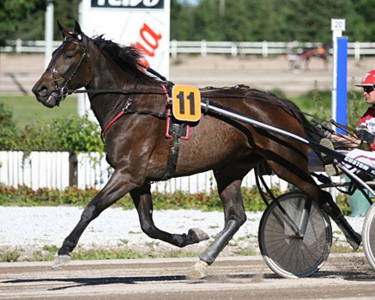 broodmare Gone With Windsong 4DE69 (US) (American Trotter, 2006, from Windsongs Legacy X9971 (US))