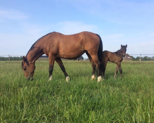 broodmare Wumpa Lumpa (Holsteiner, 2005, from Caretino)