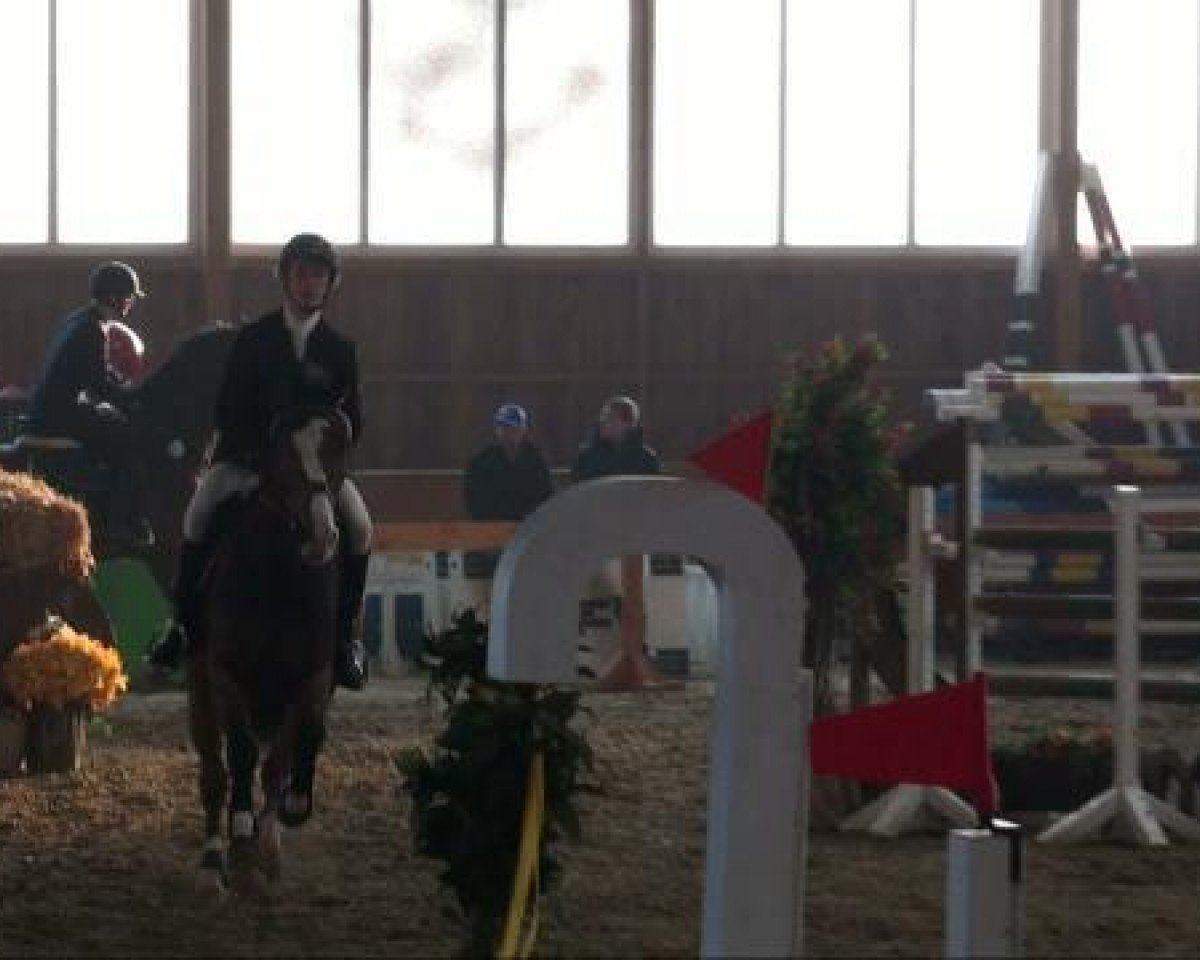Springpferd Caramba 43 (Zangersheide Reitpferd, 2002, von Caretano Z)
