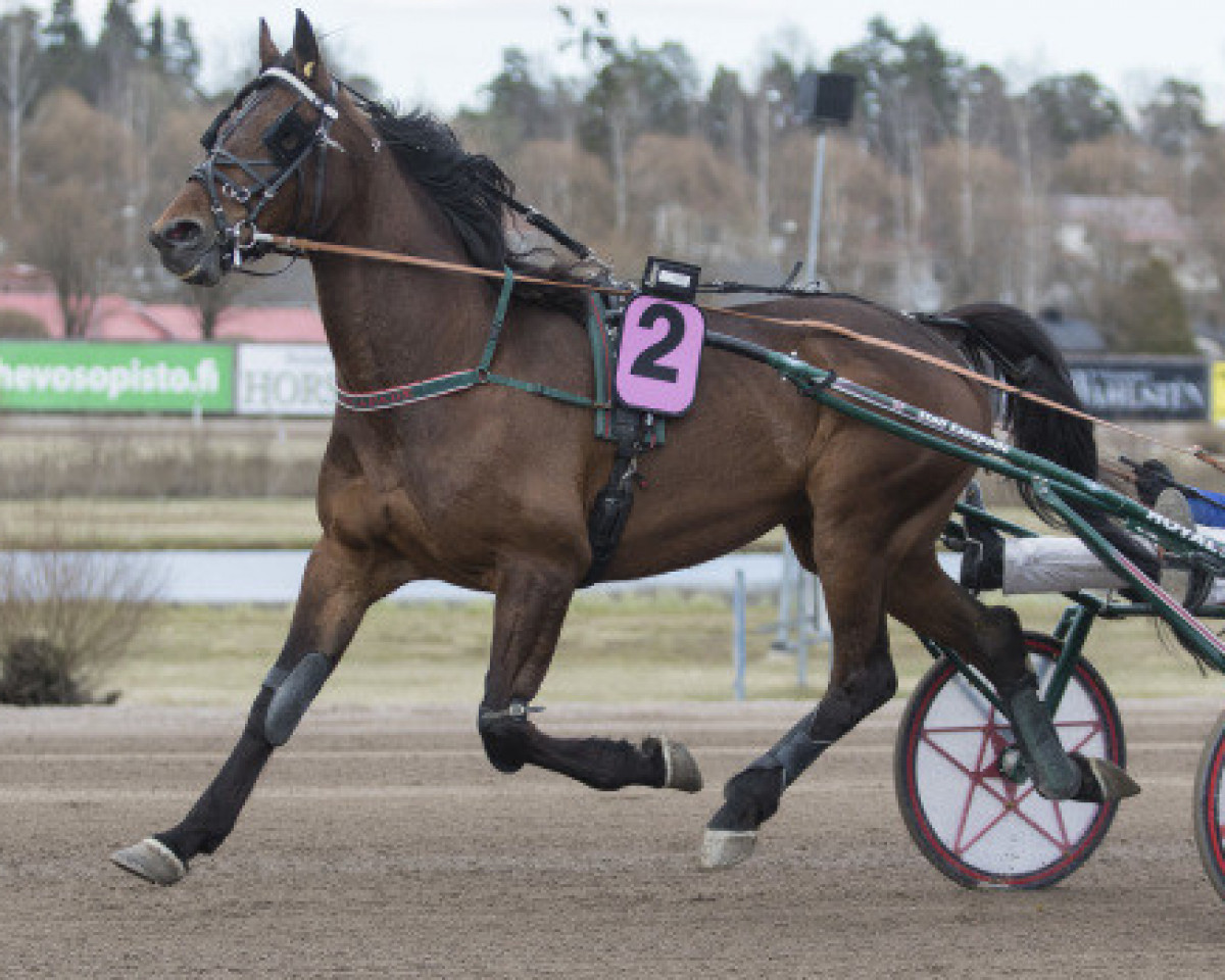 horse Wannabe Kemp 07-1051 (American Trotter, 2007, from Wildwood Express V3433 (US))