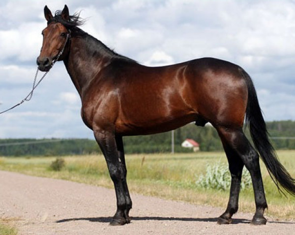 stallion Wildwood Express V3433 (US) (American Trotter, 1999, from Garland Lobell 2268Z (US))