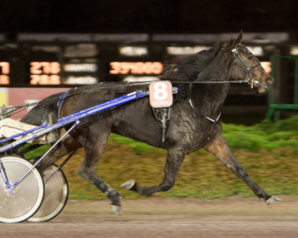 horse Valentine Kemp 07-1570 (American Trotter, 2007, from Super Arnie F1217 (US))