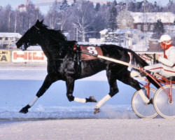 Deckhengst Gothic 4160W (US) (Amerikanischer Traber, 1978, von Hickory Pride 98581 (US))