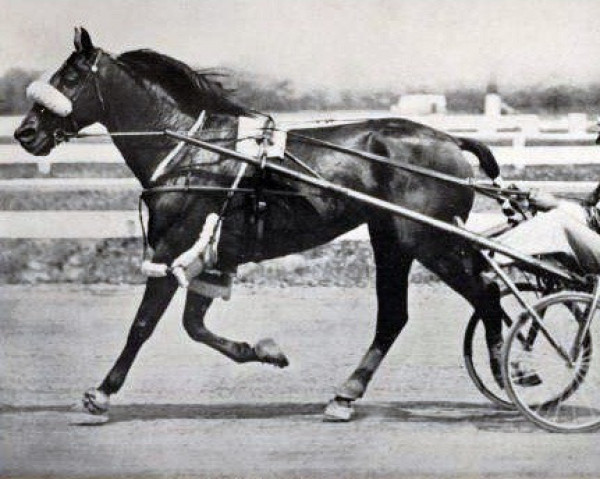 stallion Calumet Eblis 70846 (US) (American Trotter, 1931, from Belwin 57203 (US))