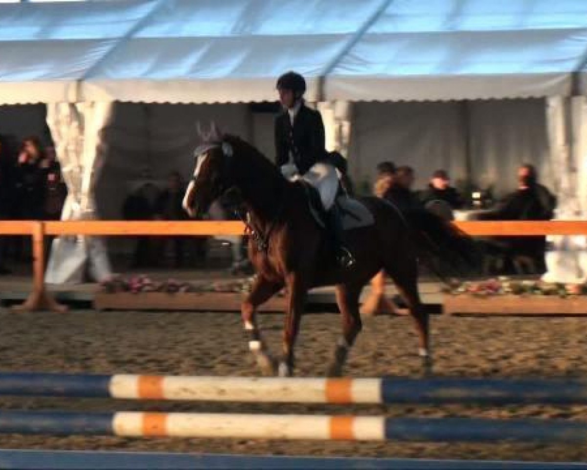 jumper Clay's Impression (Oldenburg, 2004, from Clay)
