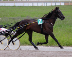 horse Zombi Kemp (American Trotter, 2010, from Amer I Can TG-303 (US))