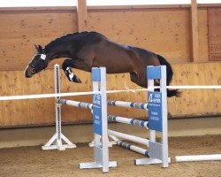dressage horse Athene (Deutsches Sportpferd, 2019, from Acordelli)