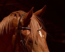 dressage horse Schulmeier (Oldenburg, 2019, from Scolari)