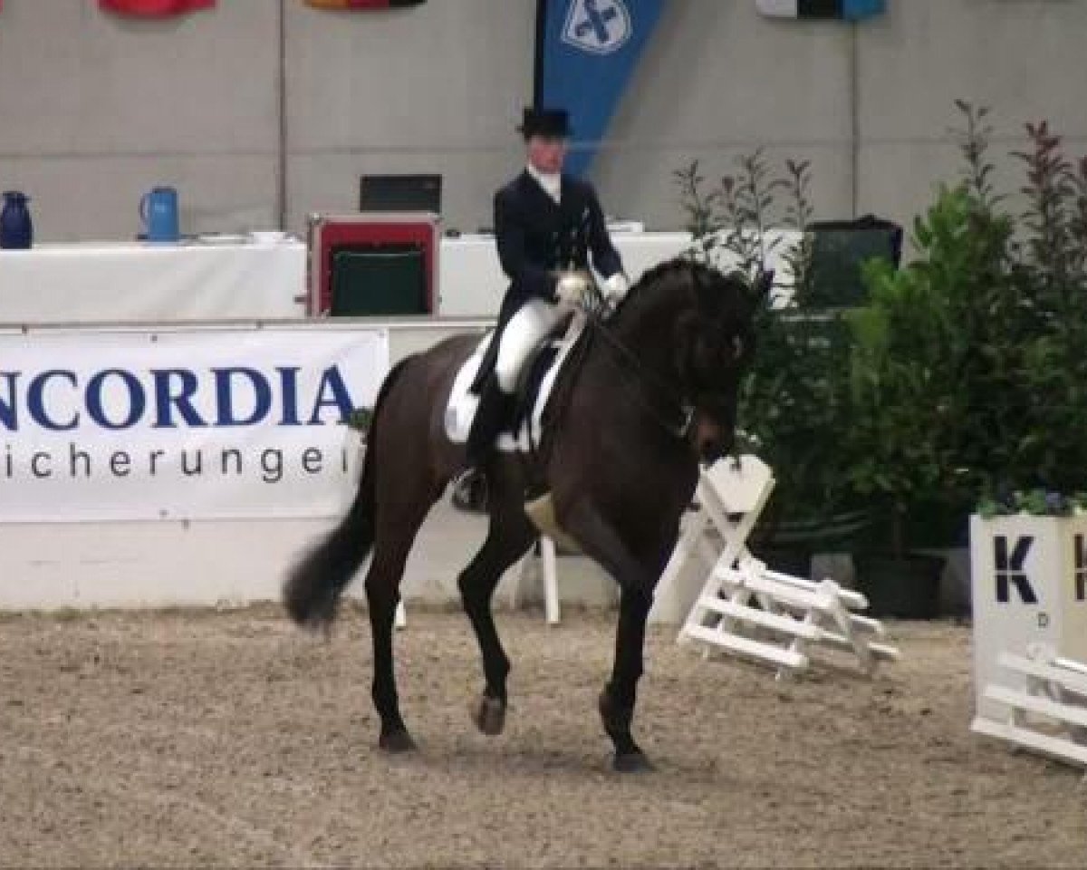 dressage horse Lamarc WRT (Oldenburg, 1996, from Leggiero)