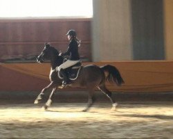 jumper Nero 241 (German Riding Pony, 1995, from Night-Dream)